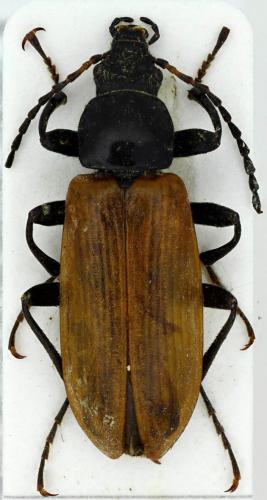 Réf. 86 657 : Megischia curvipes