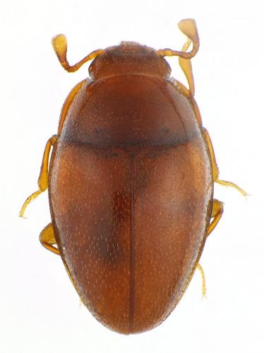 Réf. 86 133 : Cholovocera sp.