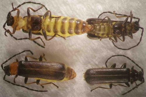 Réf. 86 850 : Macrocerus tunicatus