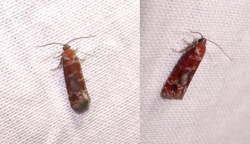 Réf. 86 367 : Rhyacionia sp.