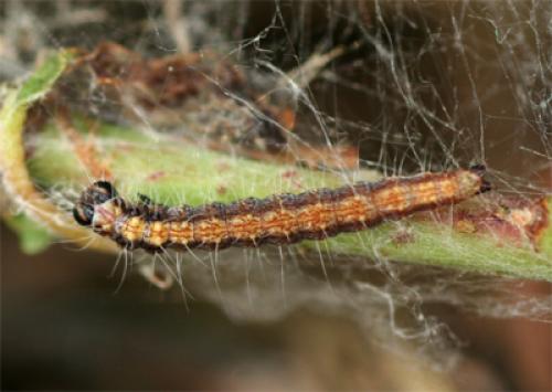 Scythropia crataegella