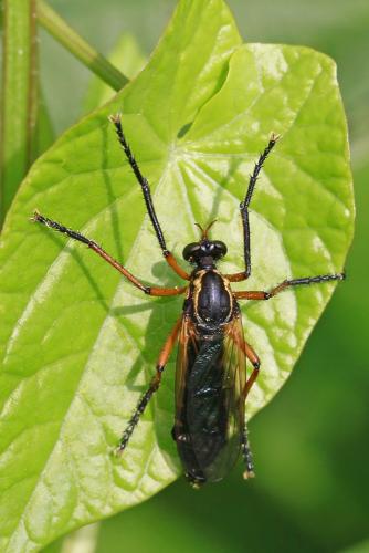 Réf. 86 092 : Molobratia teutonus
