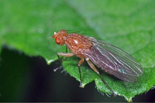Réf. 86 885 : Suillia sp.