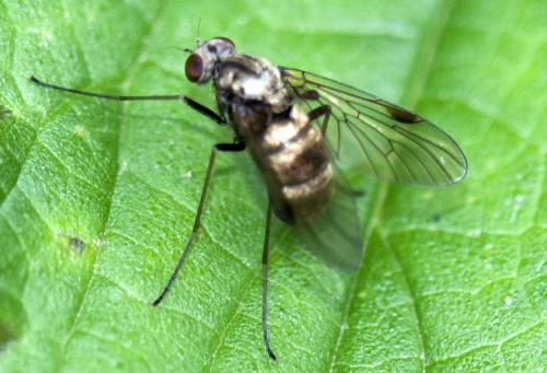 Chrysopilus cristatus