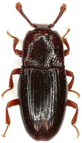 Cerylon fagi