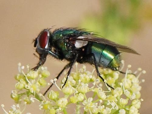 Lucilia sericata