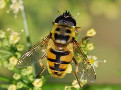 Réf. 86 596 : Myathropa florea