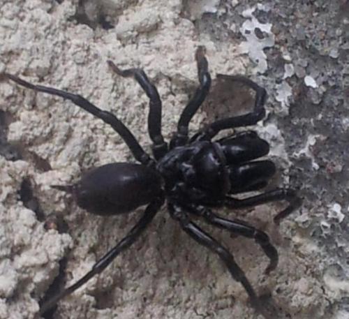 Atypus sp.