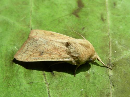 Mythimna vitellina