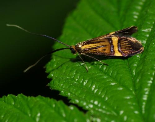 Nemophora degeerella