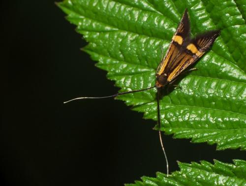 Réf. 86 689 : Nemophora degeerella