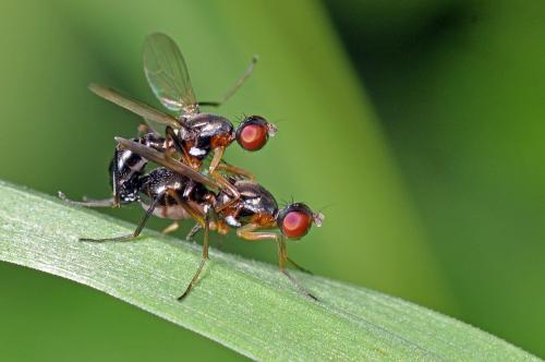 Nemopoda nitidula