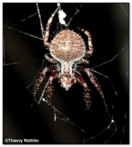Réf. 86 378 : Neoscona sp.