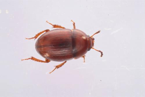 Réf. 86 805 : Leiodes sp.