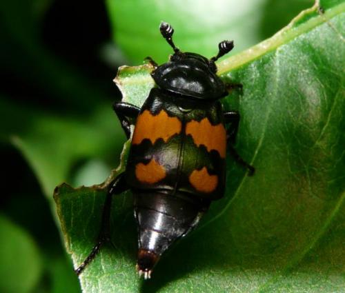 Réf. 86 031 : Nicrophorus vespilloides