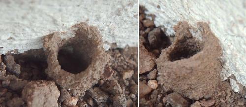 Anthophora plumipes