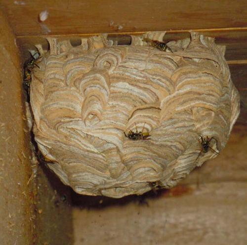 Réf. 86 595 : Vespula vulgaris