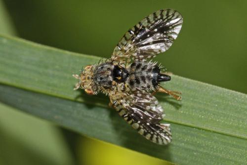 Noeeta pupillata