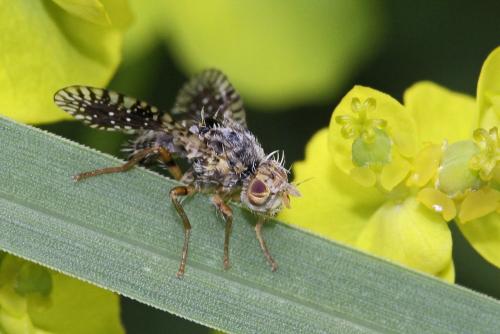 Noeeta pupillata