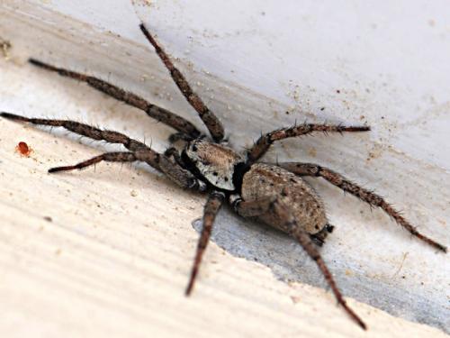 Nomisia sp.