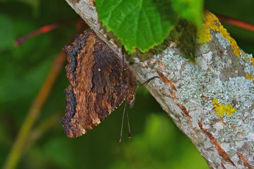 Réf. 86 904 : Nymphalis polychloros