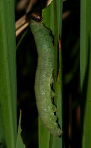 Ochlodes sylvanus
