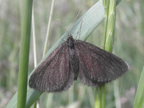 Odezia atrata