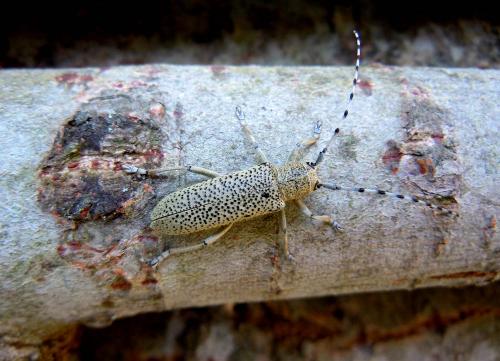 Réf. 86 441 : Saperda similis