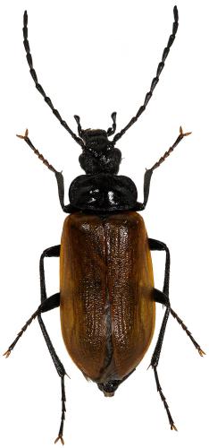 Omophlus rugosicollis