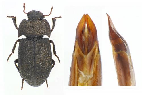 Réf. 86 014 : Opatrum sculpturatum