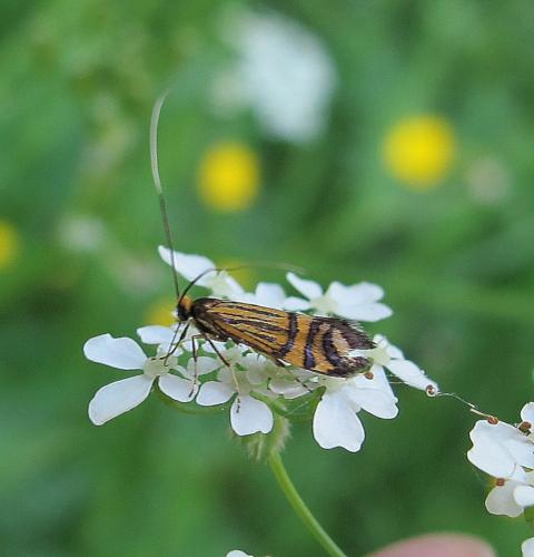 Nemophora ochsenheimerella