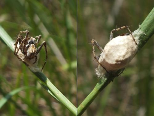 Oxyopes heterophthalmus