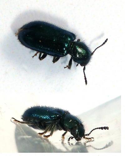Korynetes caeruleus