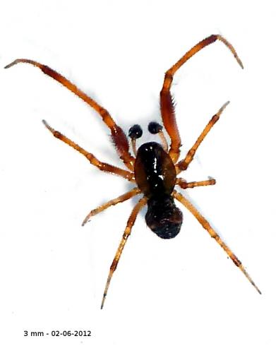 Réf. 86 130 : Anelosimus sp.