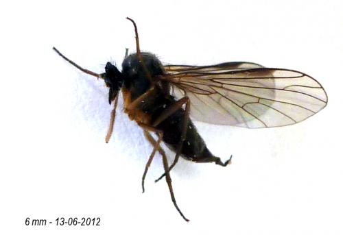 Hilara sp.