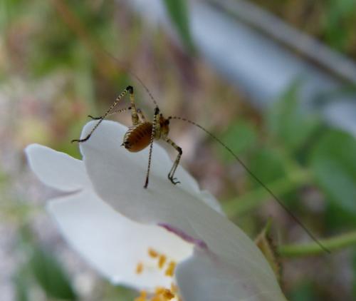 Phaneropterinae