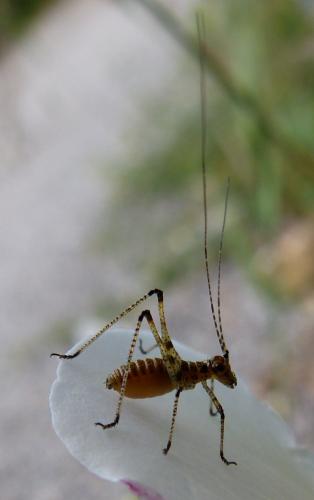 Phaneropterinae