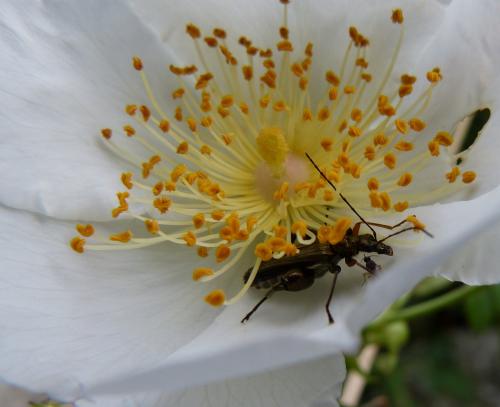 Oedemera flavipes
