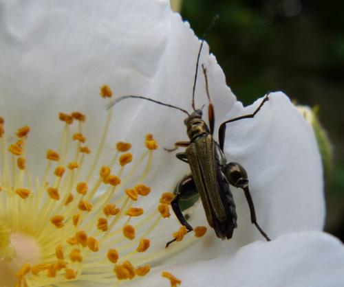 Oedemera flavipes