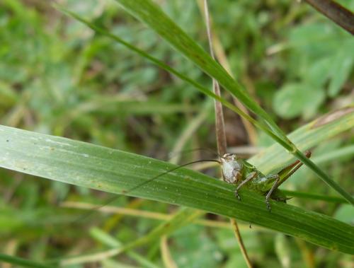 Tettigoniinae