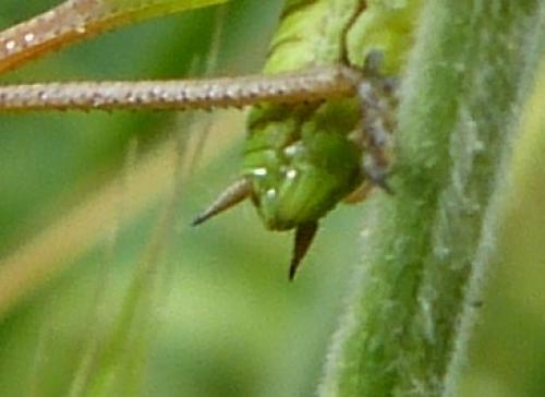 Tettigoniinae