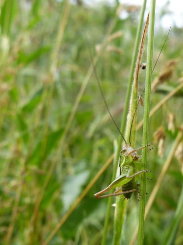 Tettigoniinae