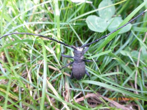 Morimus asper