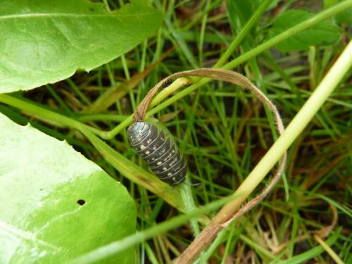Armadillidium vulgare