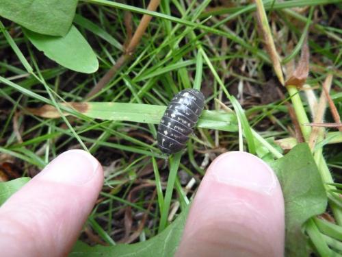 Armadillidium vulgare