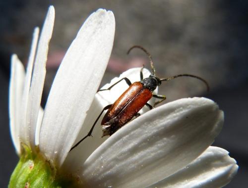 Réf. 86 821 : Stenurella melanura