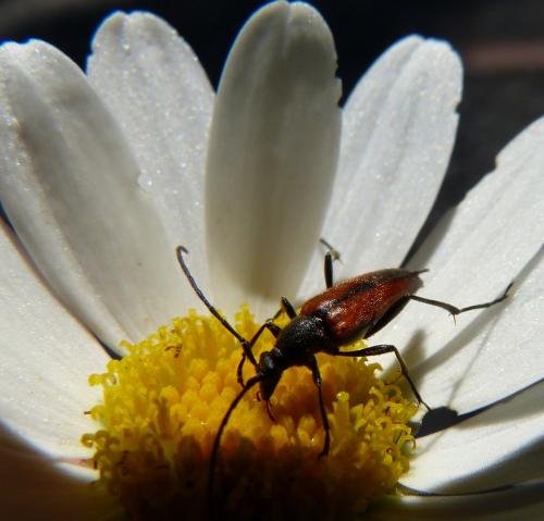 Stenurella melanura