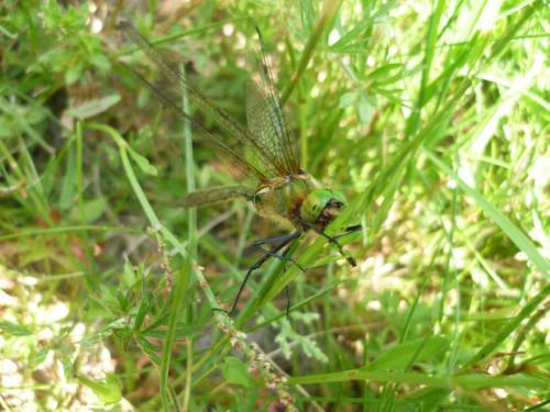 Cordulia aenea