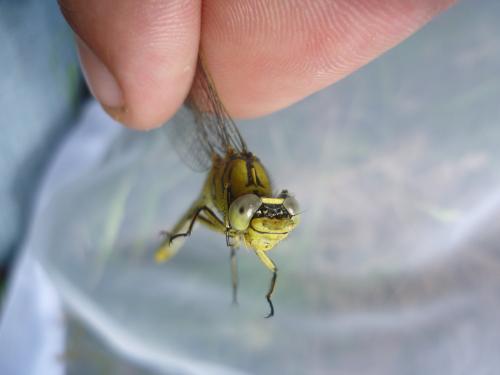 Gomphus pulchellus