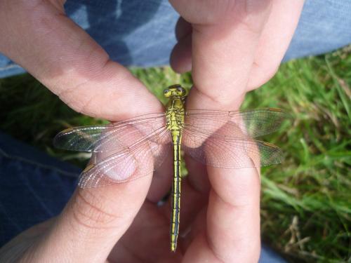 Gomphus pulchellus